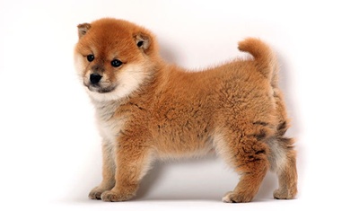 柴犬的图片