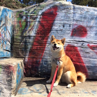 柴犬的图片