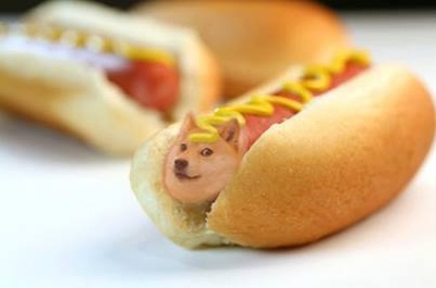 柴犬的图片