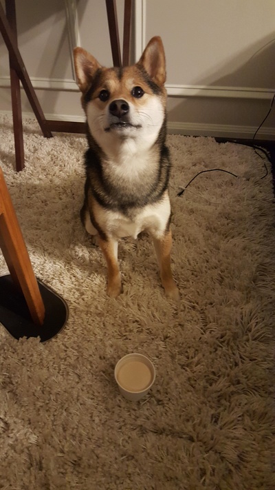 柴犬的图片