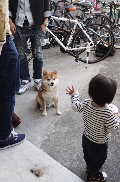 柴犬的图片