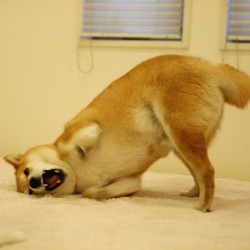 柴犬的图片