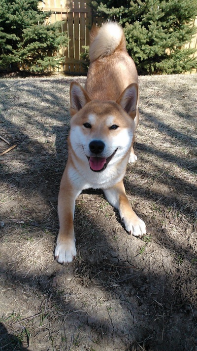 柴犬的图片