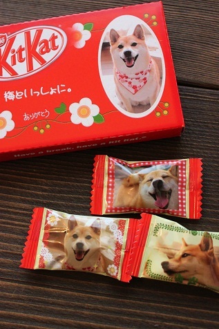 柴犬的图片