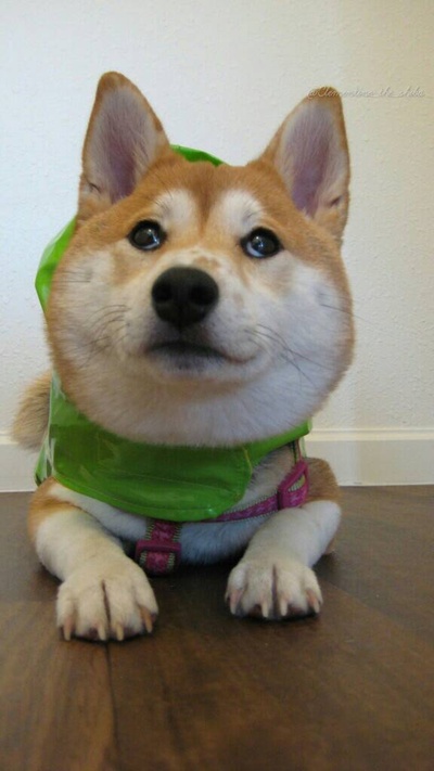 柴犬的图片