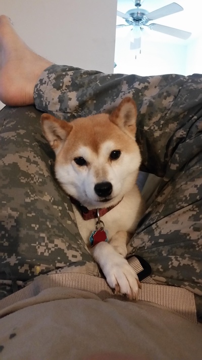 柴犬的图片