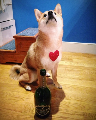 柴犬的图片