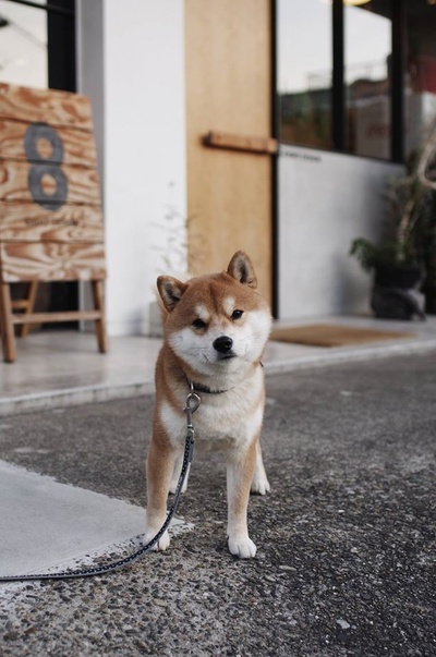 柴犬的图片