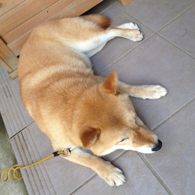 柴犬的图片