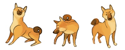 柴犬的图片