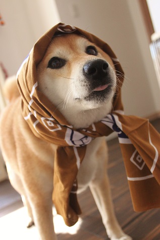 柴犬的图片