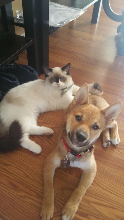 柴犬的图片