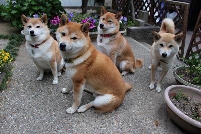 柴犬的图片