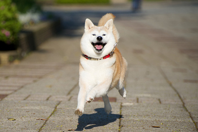 柴犬的图片