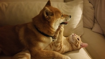 柴犬的图片