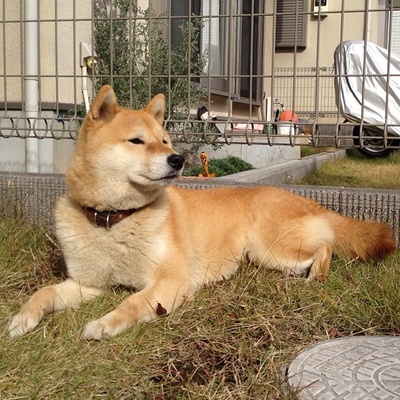 柴犬的图片