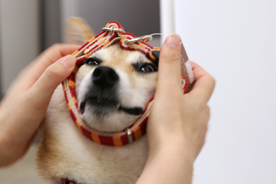 柴犬的图片