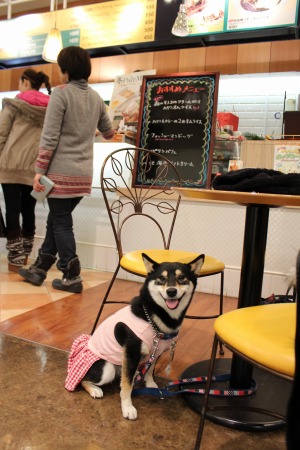 柴犬的图片