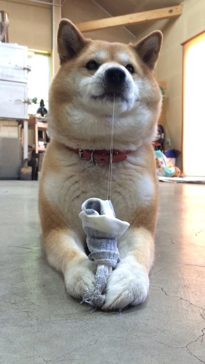 柴犬的图片