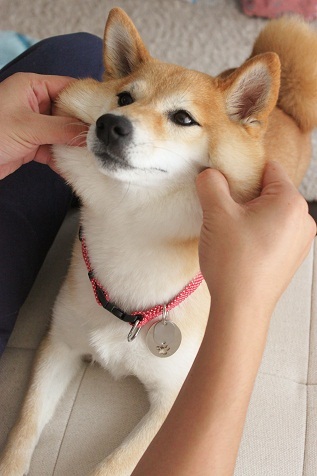 柴犬的图片