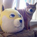 柴犬