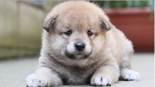柴犬的图片