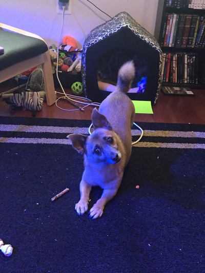 柴犬的图片