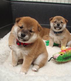 柴犬的图片