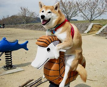柴犬的图片
