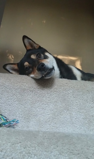 柴犬的图片