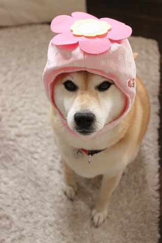 柴犬的图片