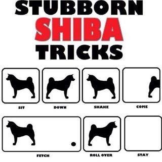 柴犬的图片