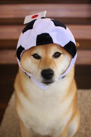 柴犬的图片