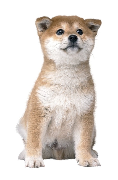 柴犬的图片