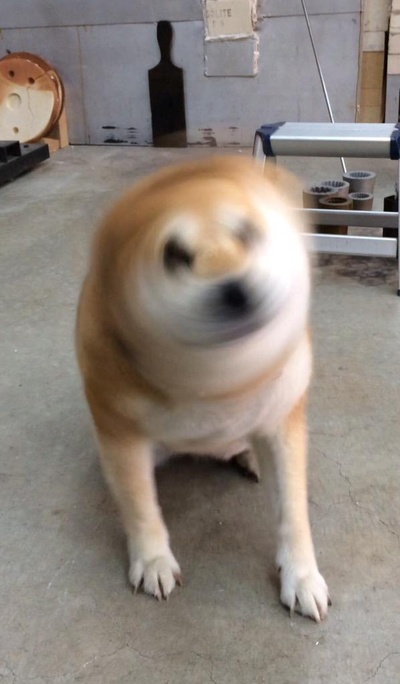 柴犬的图片