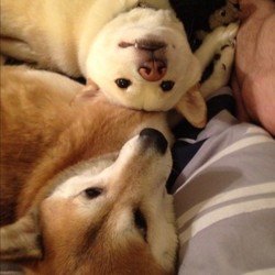 柴犬的图片
