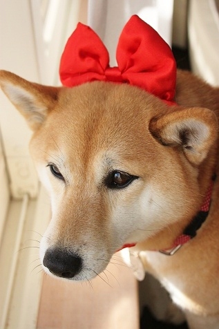 柴犬的图片