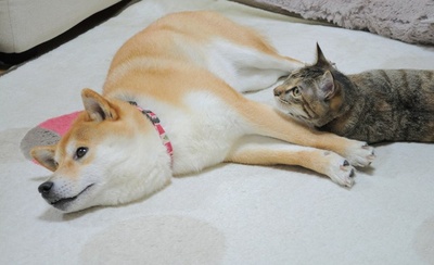 柴犬的图片