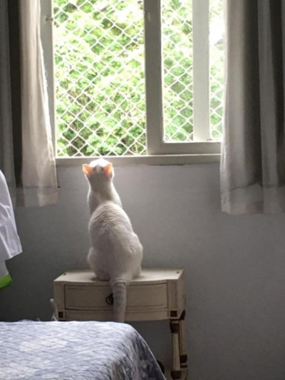 猫咪集锦1的图片
