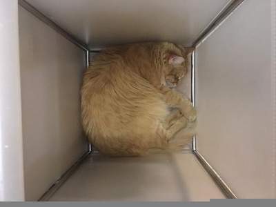 猫咪集锦1的图片