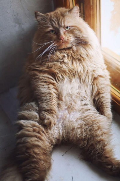 猫咪集锦1的图片