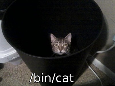 猫咪集锦1的图片