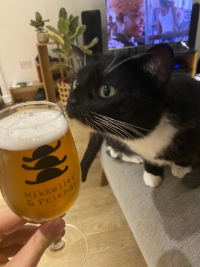 猫咪集锦1的图片