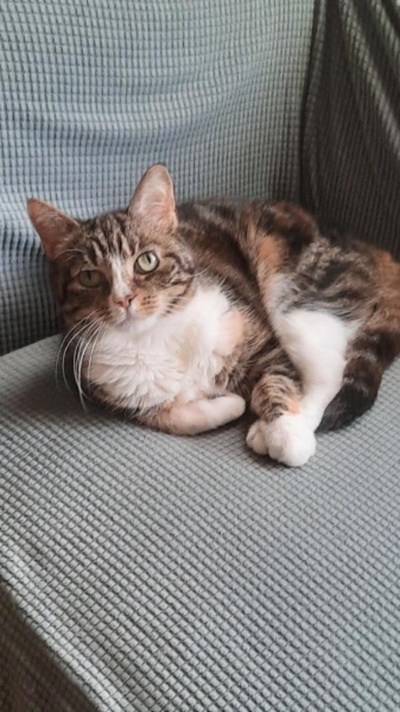 猫咪集锦1的图片