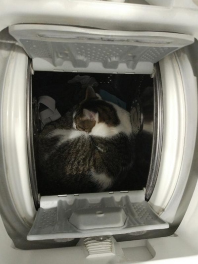 猫咪集锦1的图片