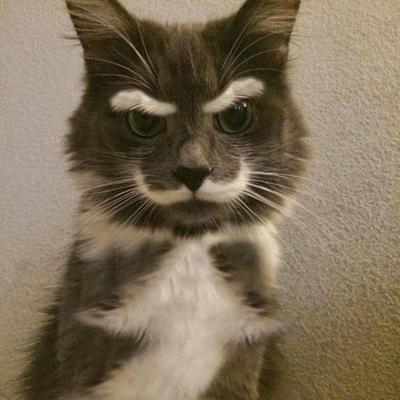 猫咪集锦1的图片