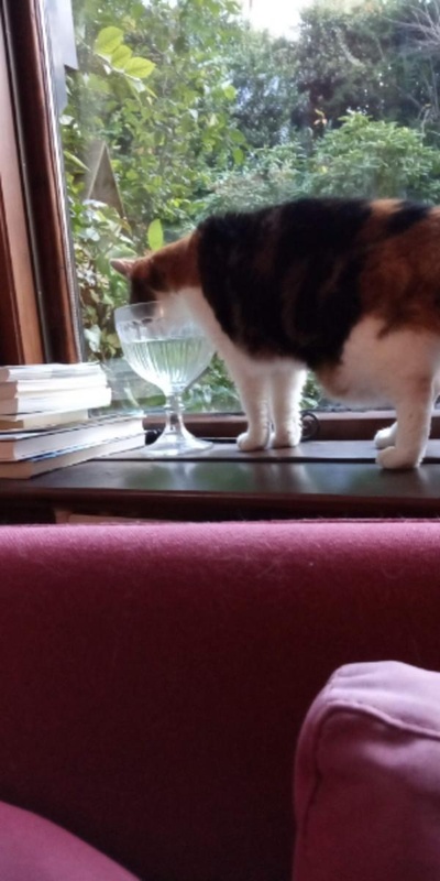猫咪集锦1的图片