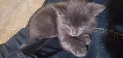 猫咪集锦1的图片