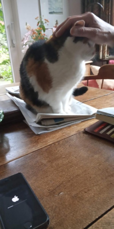 猫咪集锦1的图片