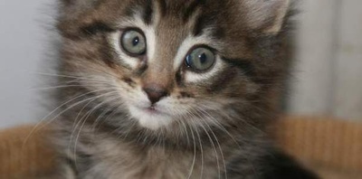 猫咪集锦1的图片